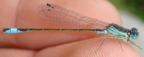 Ischnura graellsii